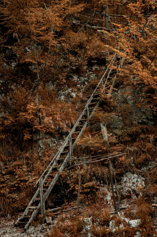 a ladder on the side of a cliff with autumn foliage around it