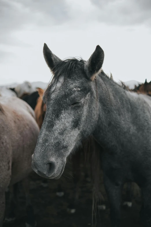 some horses standing in a field with the sky in the background