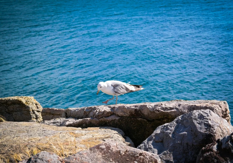 a white and black bird is sitting on a rocky ledge