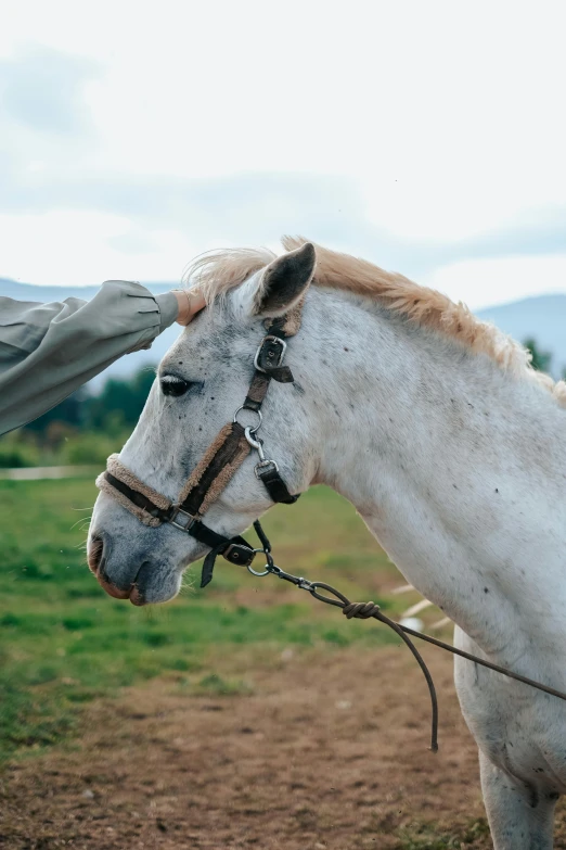 a white horse with brown bridle next to a man