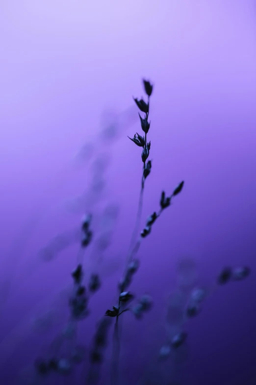 this image is looking down at a single plant