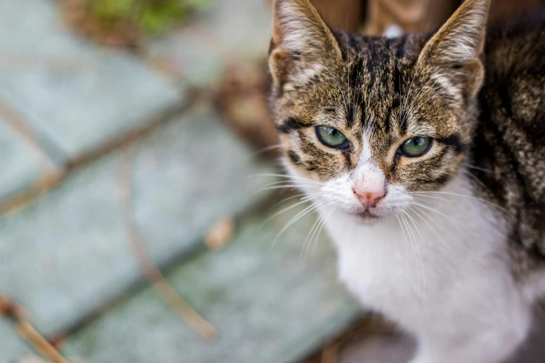 a cat sitting on a ledge looking away from the camera