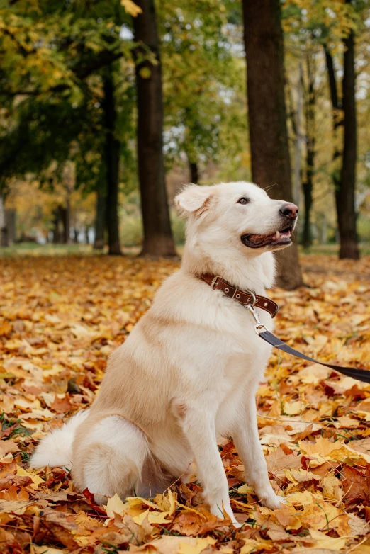 a white dog is in a park with fallen leaves