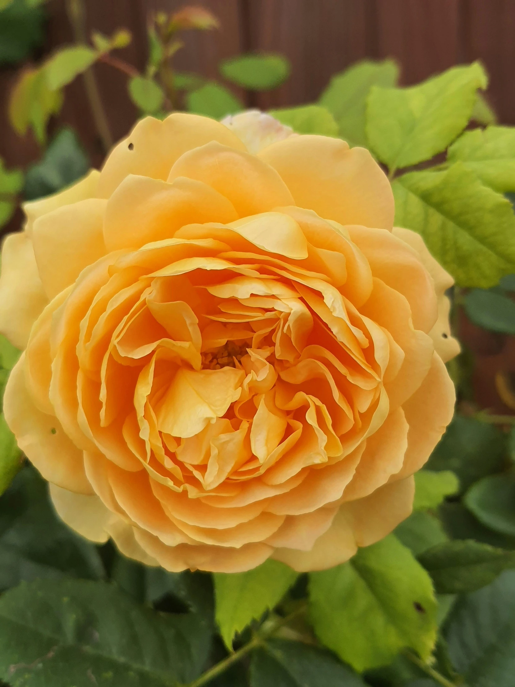 yellow roses blooming around and leaves covering the ground