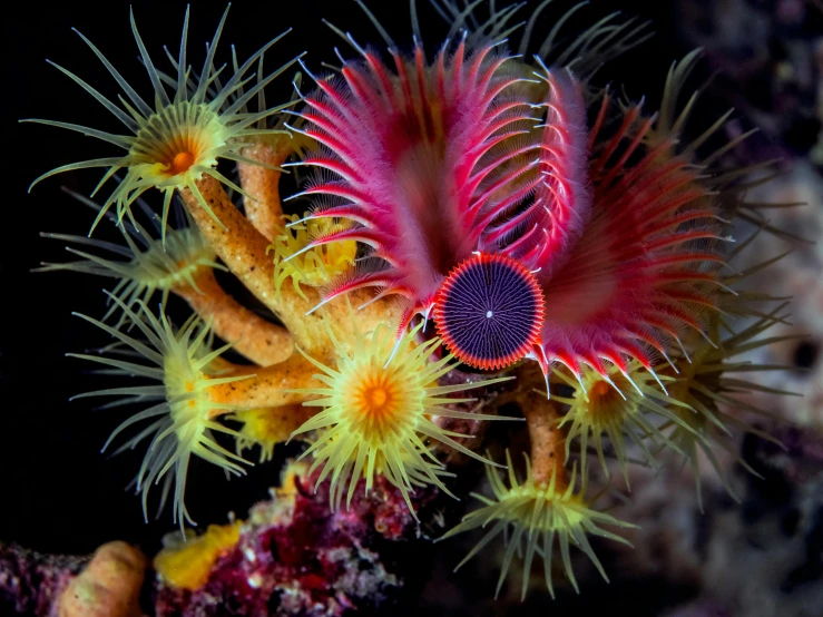 a sea anemone on a coral in the ocean