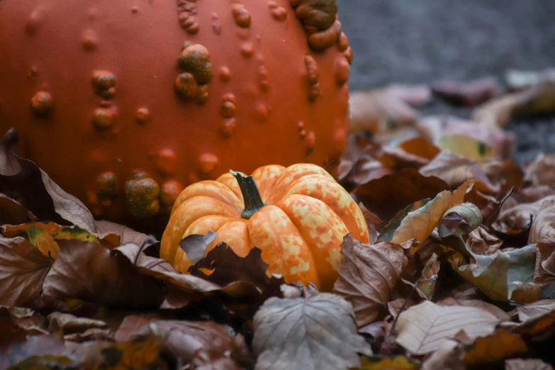 a small pumpkin is sitting among leaves and water drops