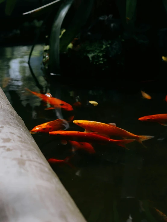 several fish swimming in a pond with a stone walkway nearby