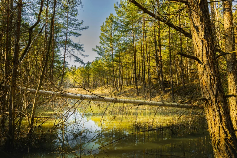 a creek that is surrounded by a group of trees