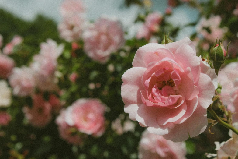 a rose is standing in the middle of blooming shrubbery