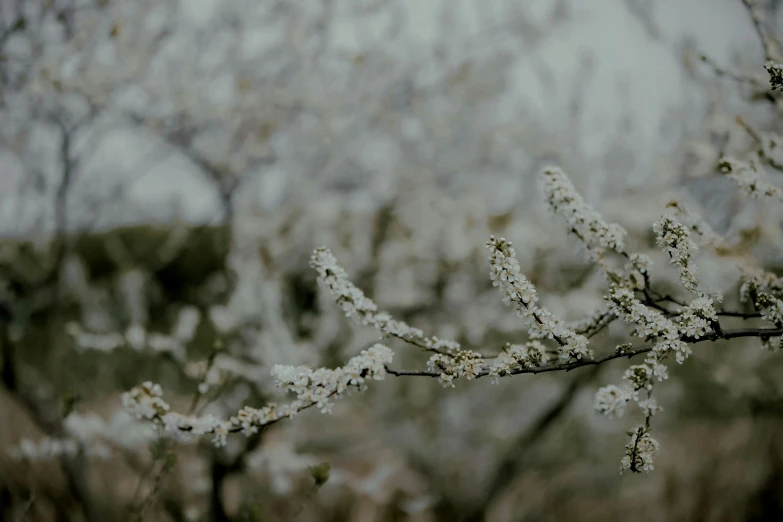 a small bird is perched on the nch of an apple tree