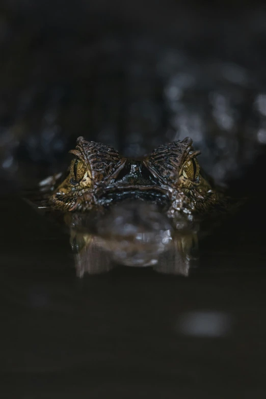 a picture of an alligator's head with its eyes open while floating in water