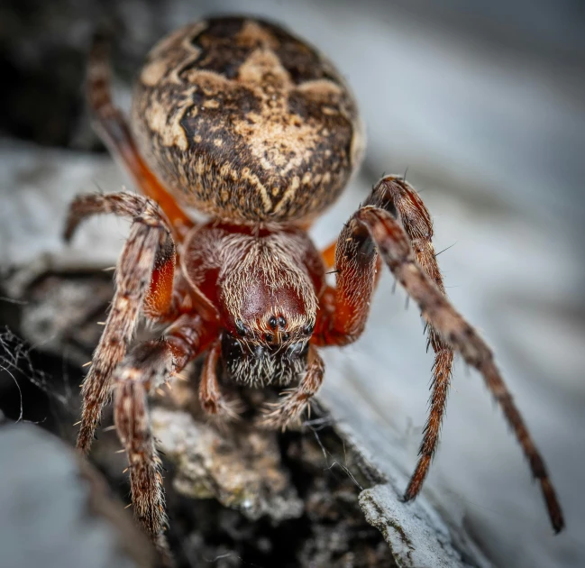 the large spider is sitting on top of a wooden log