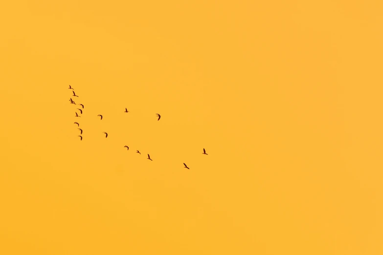 a large flock of birds flying across a yellow sky