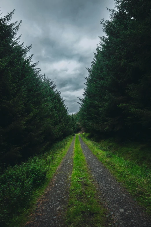 a dirt road in the middle of a wooded area