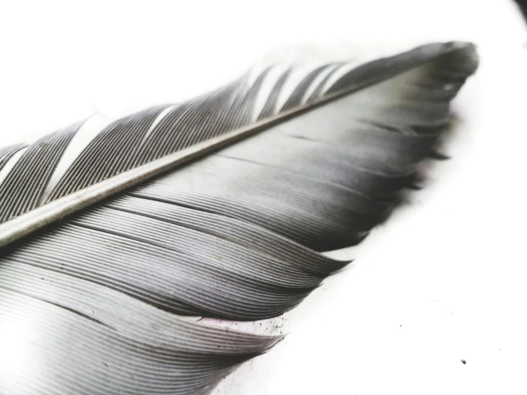black feather with thin white tips next to a book