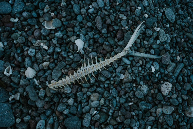 a fish skeleton is laying on some rocky surface