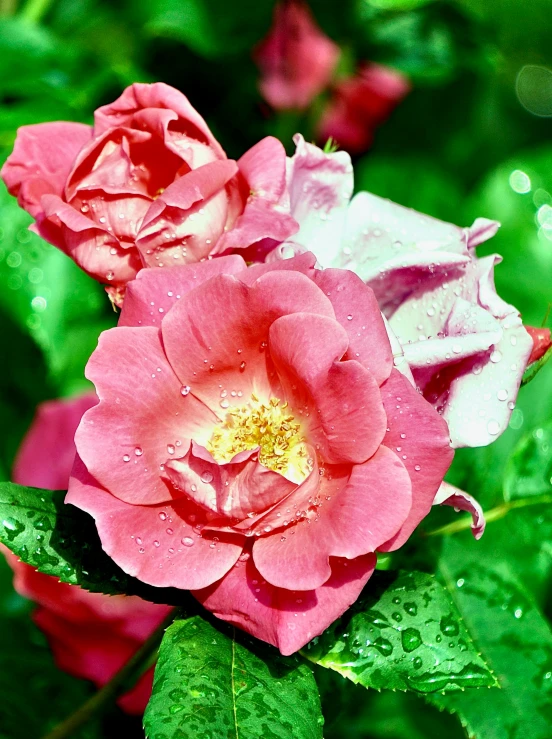 two pink roses in a green garden, with water droplets all over them