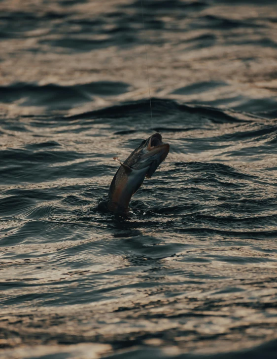 fish jumping from water to land in area that has rough water