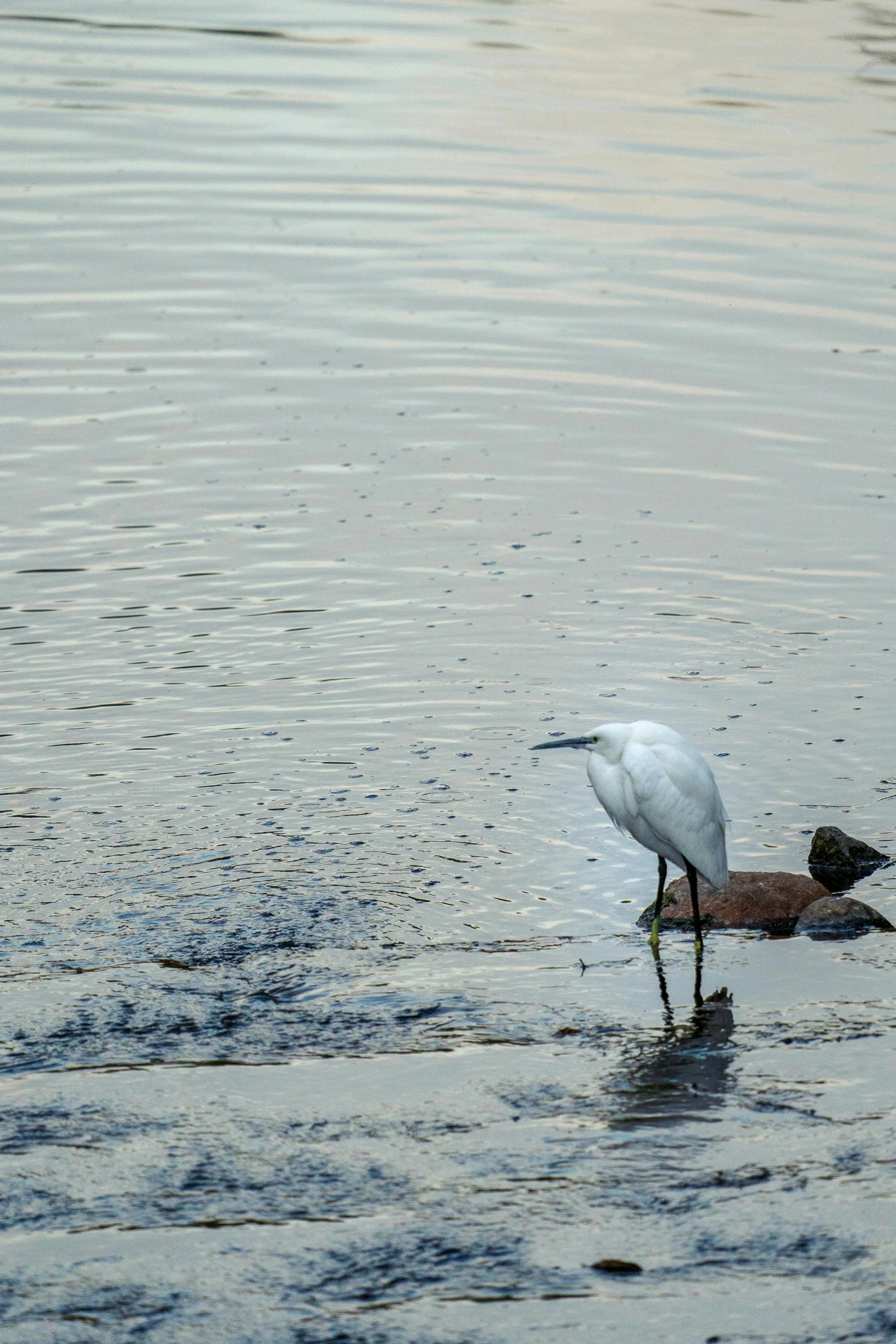 a white egret standing on its head in the water with its reflection in the water