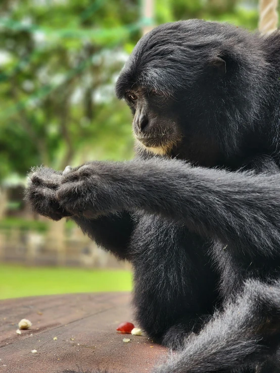 a monkey eating food while sitting down