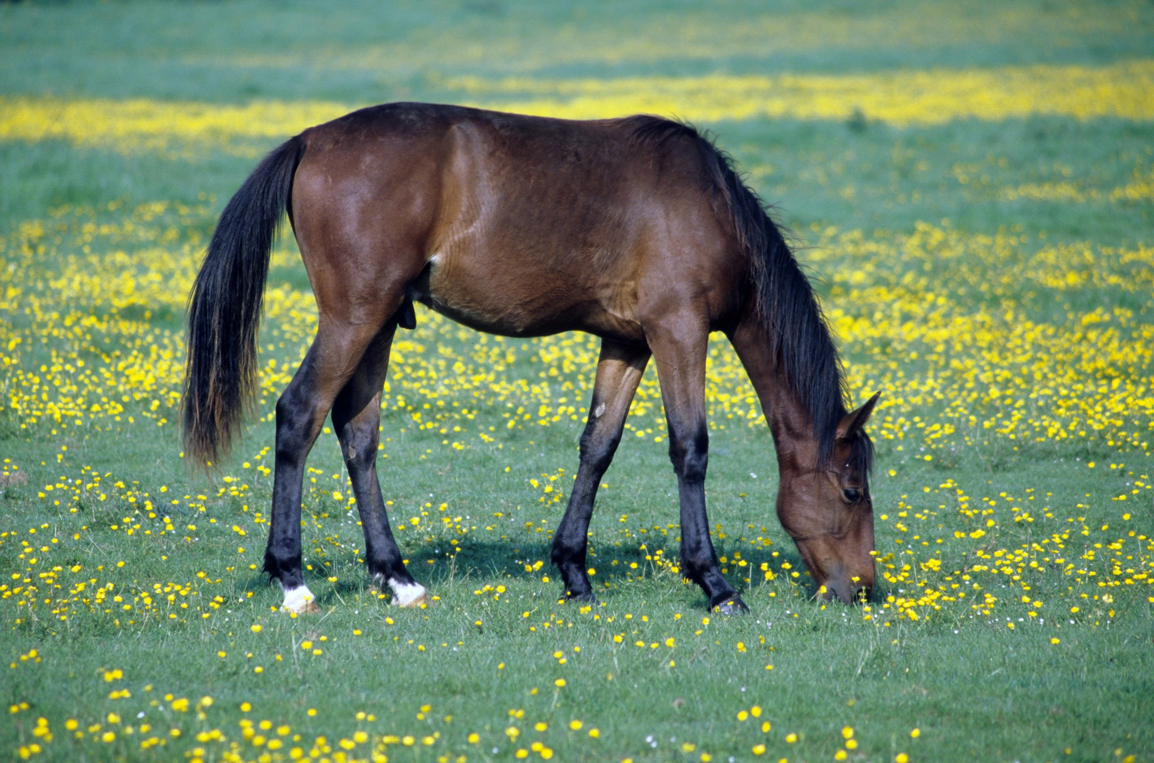 a horse grazing in the middle of a field of flowers