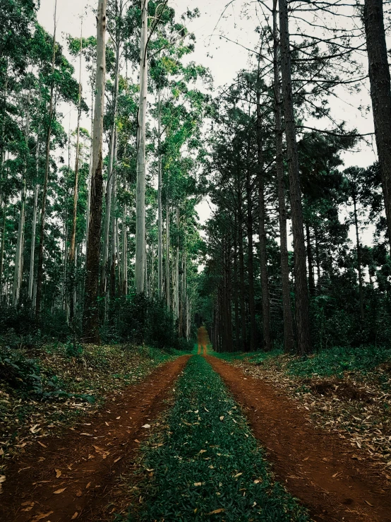 a dirt road running through a forest filled with trees