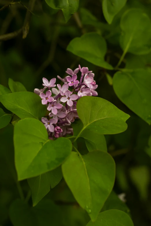 a pink flower sits in the middle of green leaves