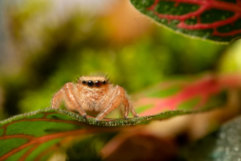 a little spider sitting on a plant stem with red leaves