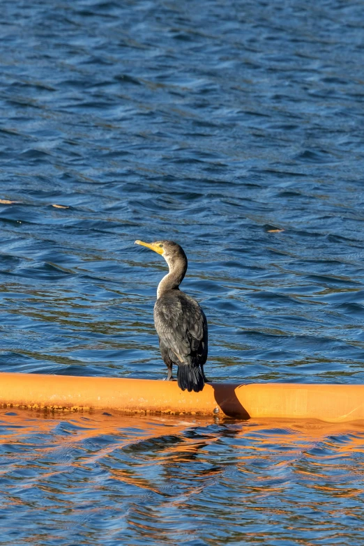 a water bird sitting on an orange object