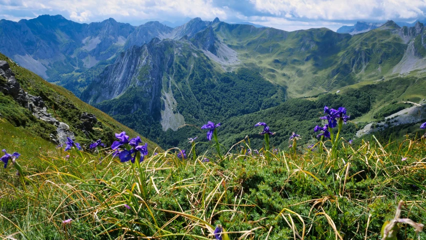 beautiful mountain scenery with colorful flowers and wildflowers