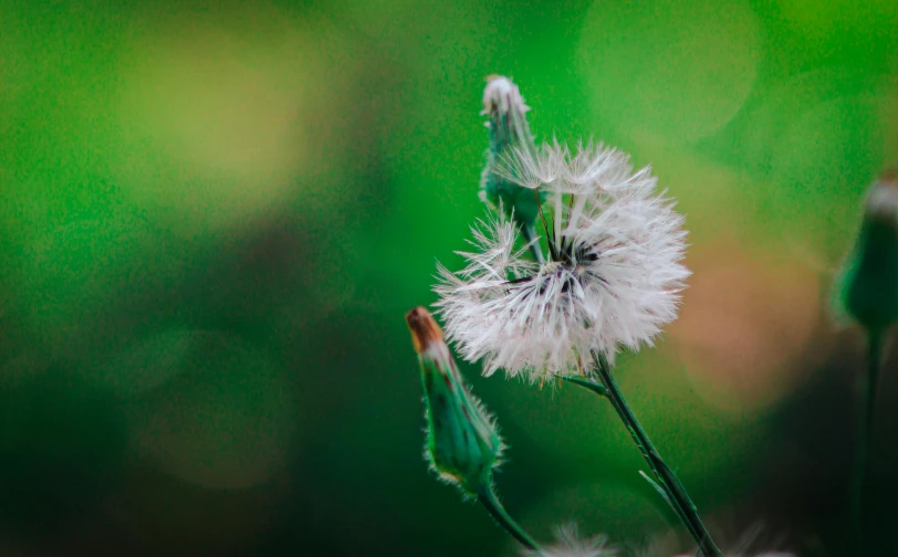 a single dandelion flower blowing in the wind