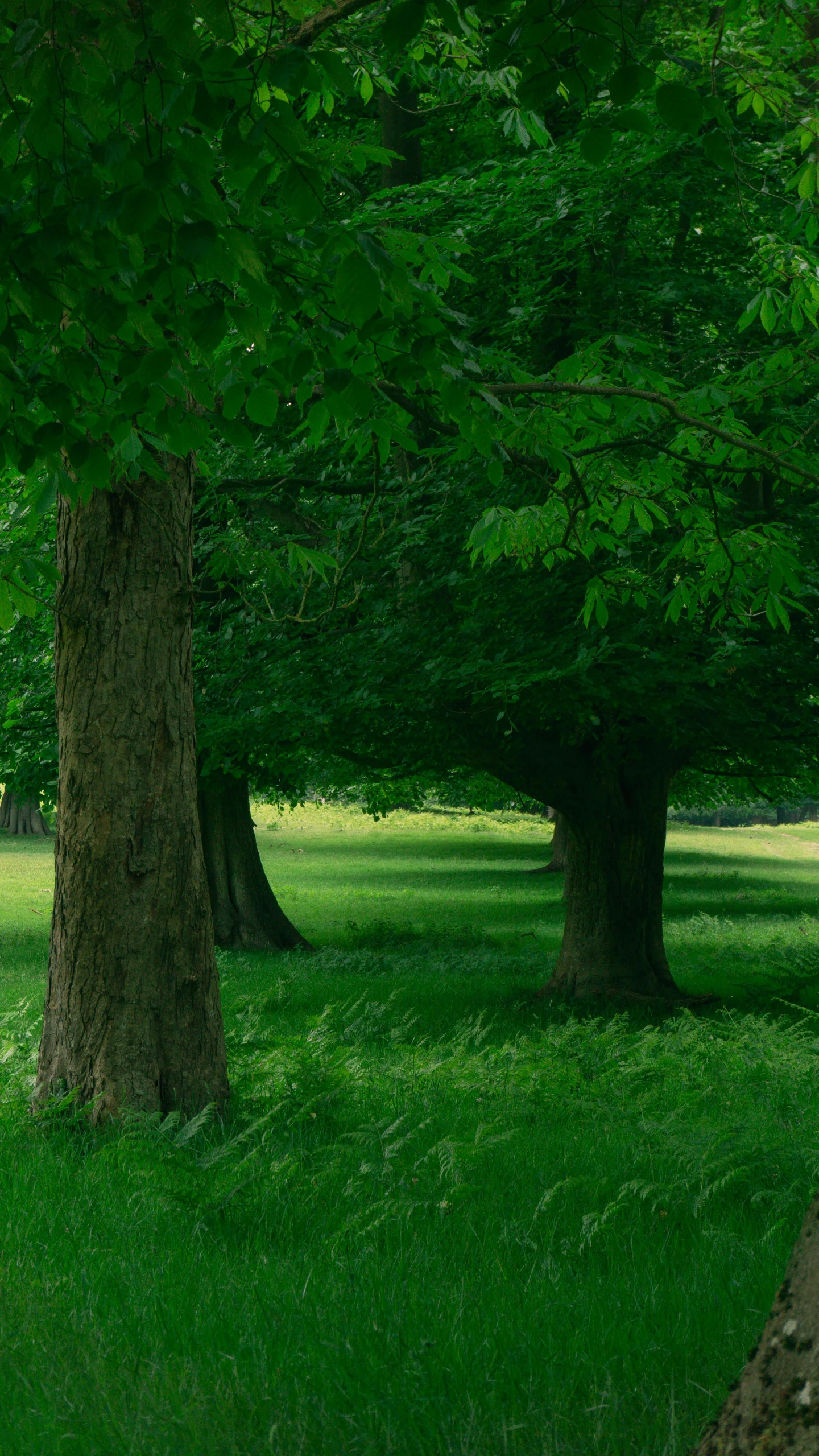 a number of large trees with very thick leaves