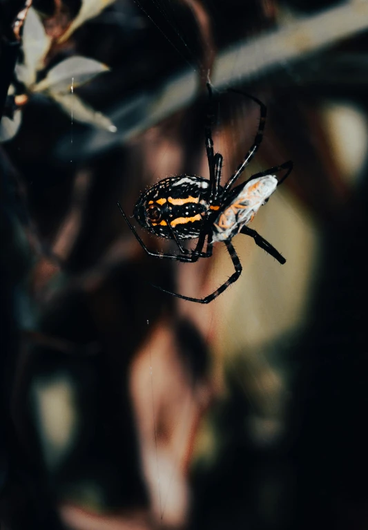 a large black and yellow spider is on it's web