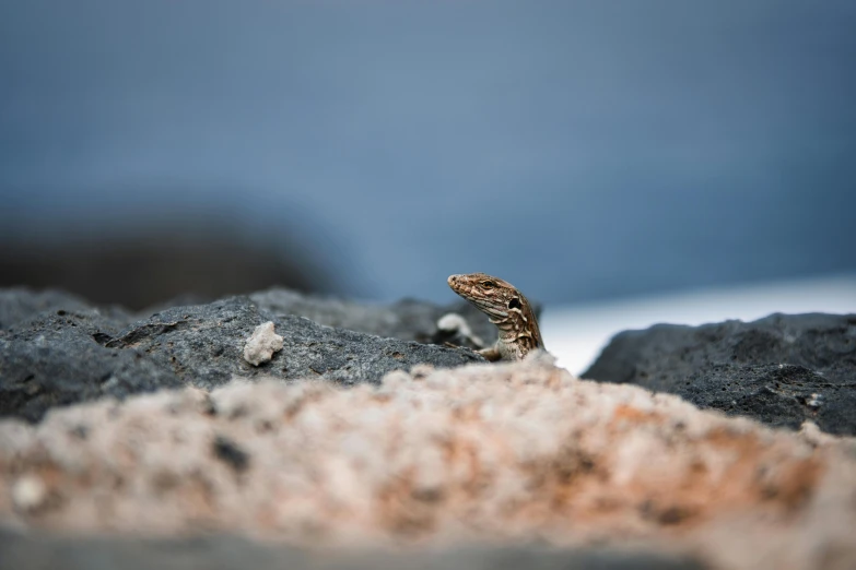 a lizard that is sitting on some rocks