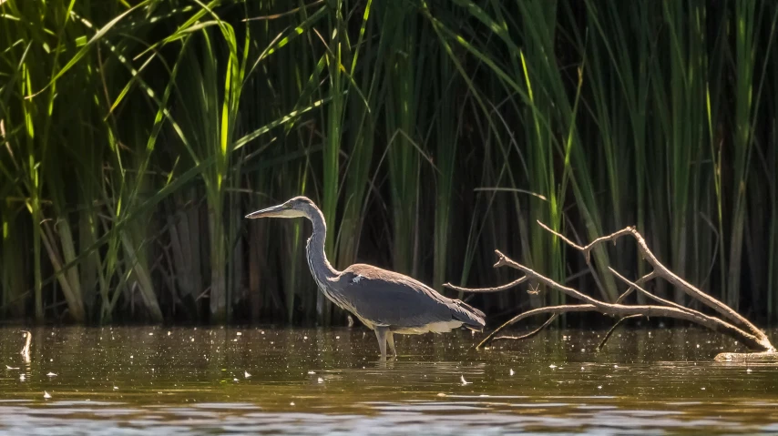 two birds stand in the water next to a tree nch