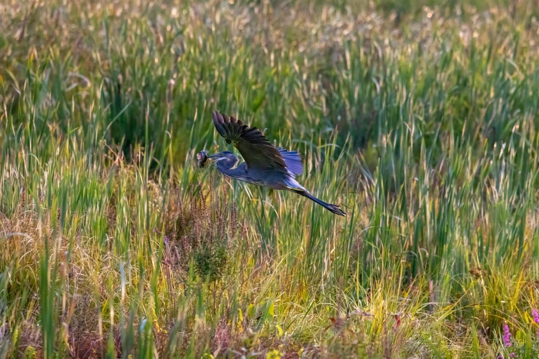 a bird is in mid air above a grassy area