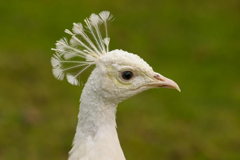 a white peacock with a feather hat on