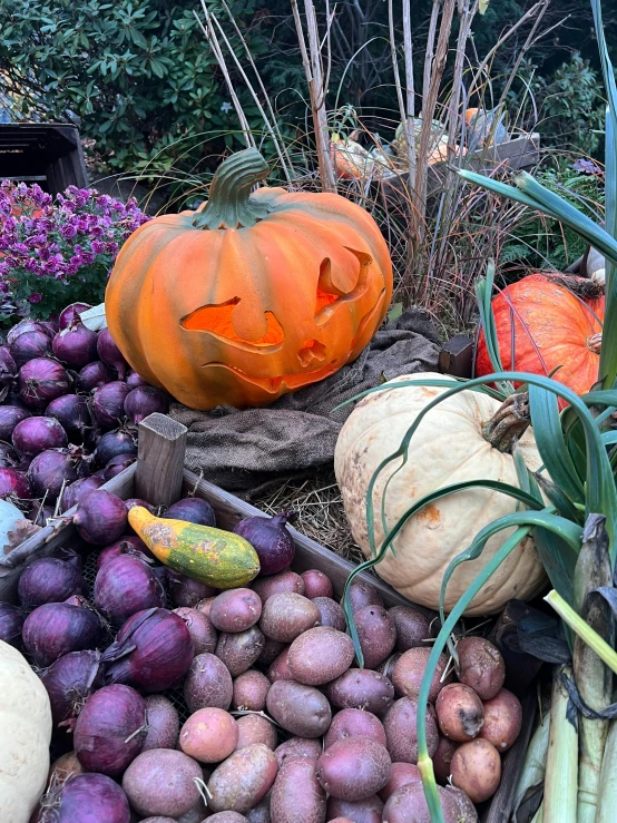 various vegetables laid out in a garden