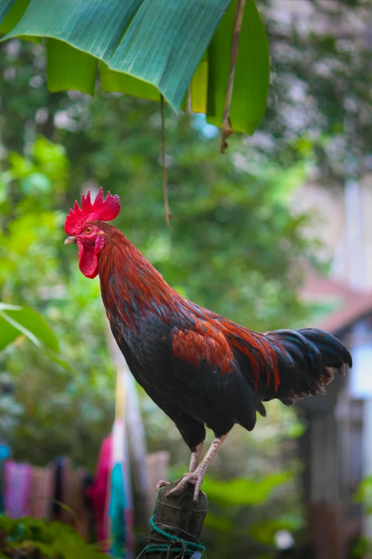 a rooster perched on the back of a wire fence