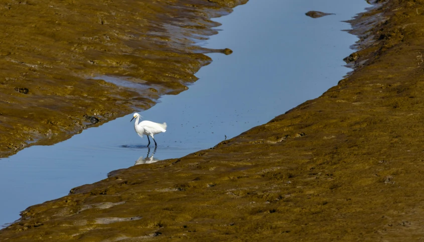 a small white bird standing in the shallow water