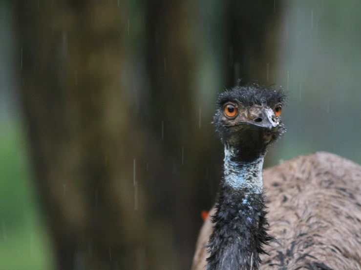 an ostrich with brown eyes in the rain