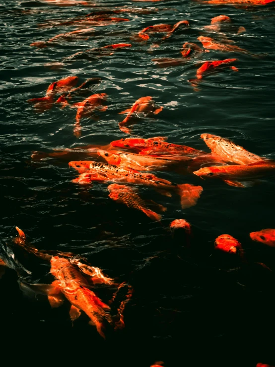 a bunch of fish swimming along the water