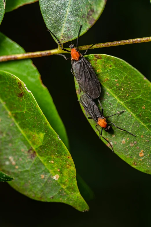 two black bugs perched on green leaves