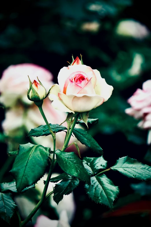a group of pink and white roses blooming