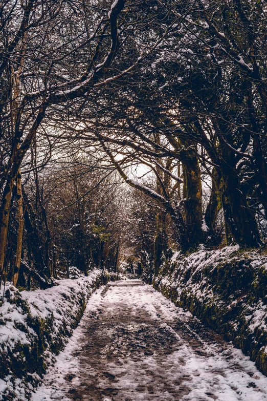 snowy walkway leading to an empty forest at night