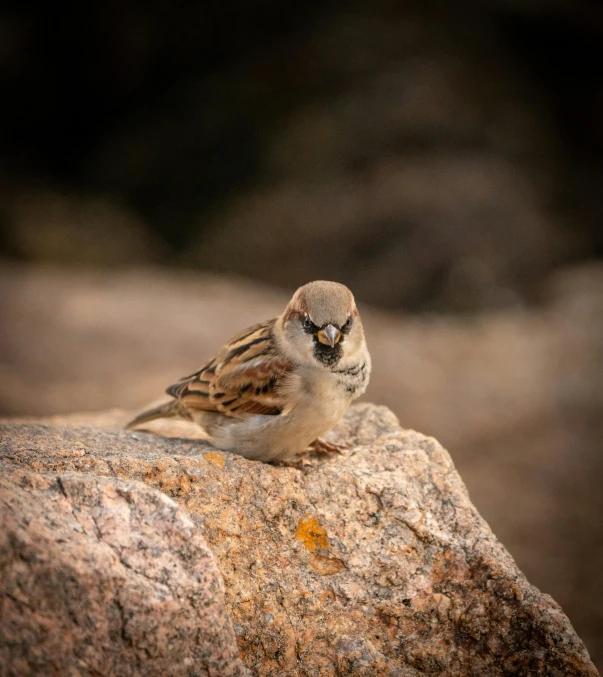 a little bird that is sitting on a large rock