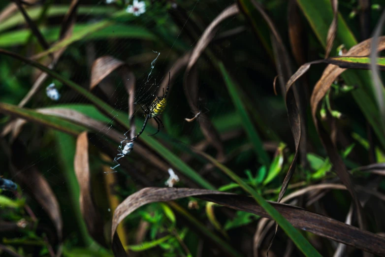 a spider is on the web in some vegetation