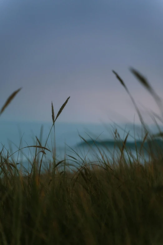 tall grass near a beach with a surf board behind it