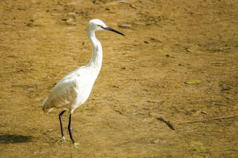 a white bird with long legs walking on a brown field