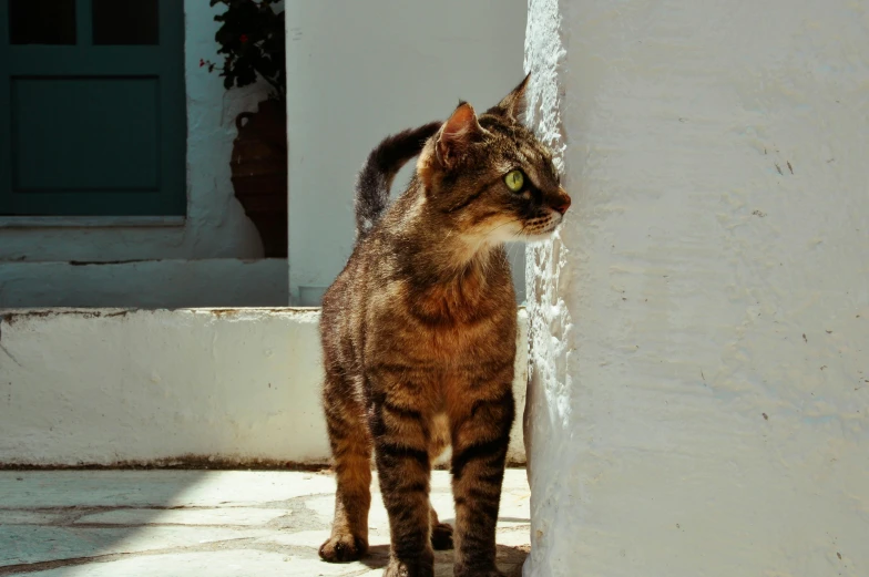 a cat is standing next to a white wall